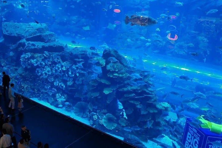 Inside Dubai Aquarium & Underwater Zoo: Giant Tank, Marine Life & Visitor Tips photo 4