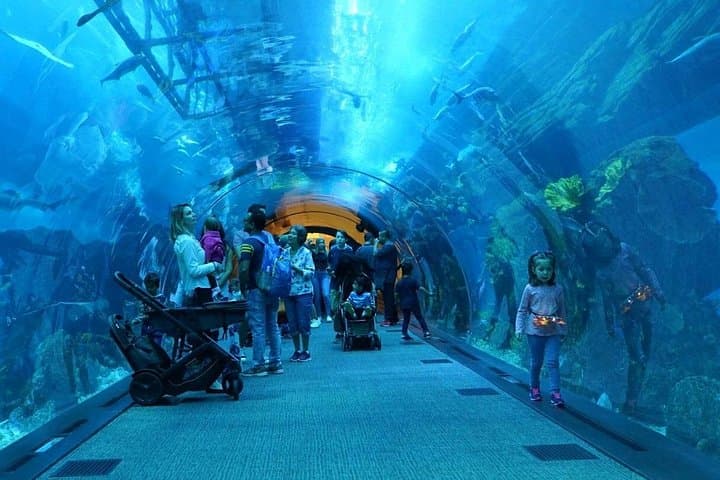 Inside Dubai Aquarium & Underwater Zoo: Giant Tank, Marine Life & Visitor Tips photo 5