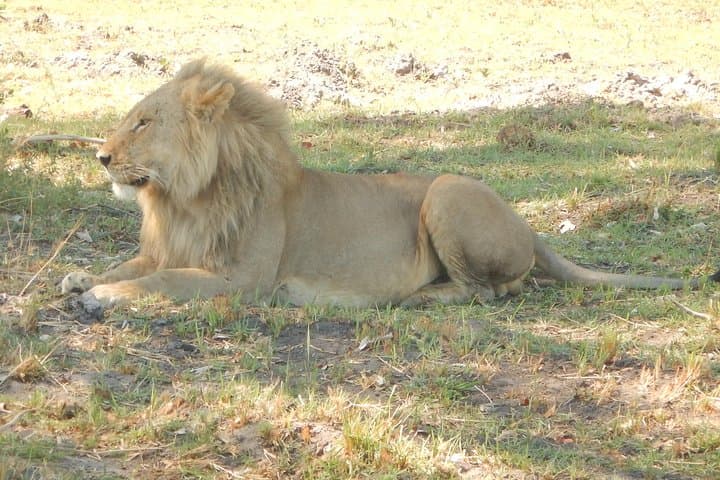 3-Day Moremi Game Reserve Safari: Morning & Afternoon Game Drives from Maun