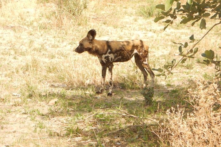 3-Day Moremi Game Reserve Safari: Morning & Afternoon Game Drives from Maun photo 2