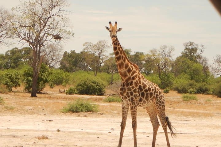 3-Day Moremi Game Reserve Safari: Morning & Afternoon Game Drives from Maun photo 3