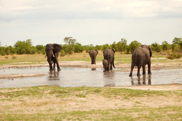 Three-Day Okavango Delta Safari: Mokoro, Walking Safaris & Island Camping