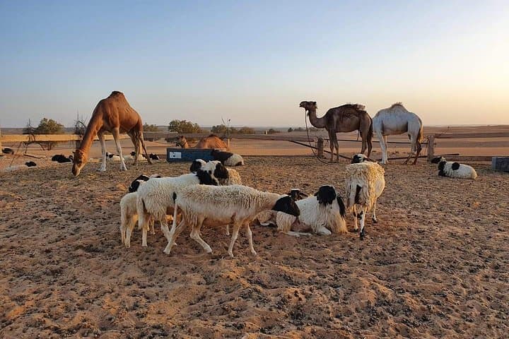 Camel Trek to Merzouga: Overnight Berber Tent Experience from Marrakech photo 4