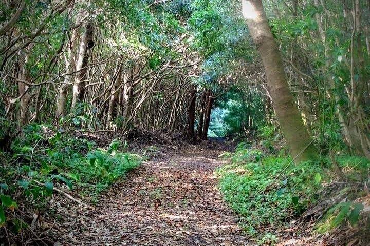 Forest Bathing on Terceira: Nature Therapy Walks in the Azores photo 5