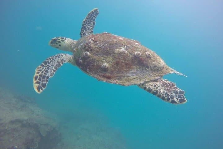 Two Boat Dives off Galle: Certified Diver Trips to Wrecks, Reefs & Pinnacles
