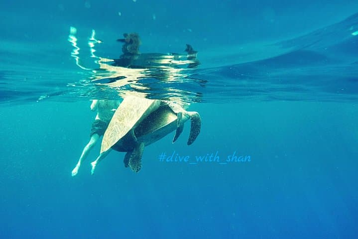 Two Boat Dives off Galle: Certified Diver Trips to Wrecks, Reefs & Pinnacles photo 3