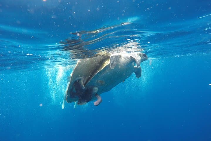 Two Boat Dives off Galle: Certified Diver Trips to Wrecks, Reefs & Pinnacles photo 4