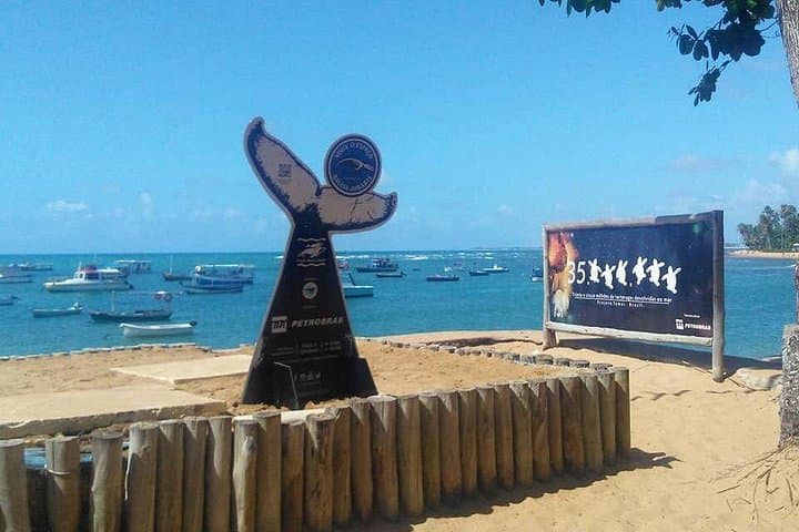 Praia do Forte Day Trip from Salvador — Tamar Project, Natural Pools & Beach Guide