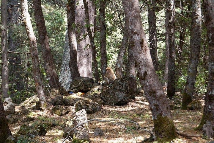 Day Trip to Morocco's Middle Atlas: Ifrane, Cedre Forest & Berber Villages photo 1