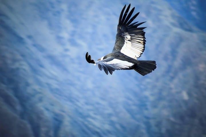 2-Day Colca Canyon Tour from Arequipa — Cruz del Condor & Chivay photo 1