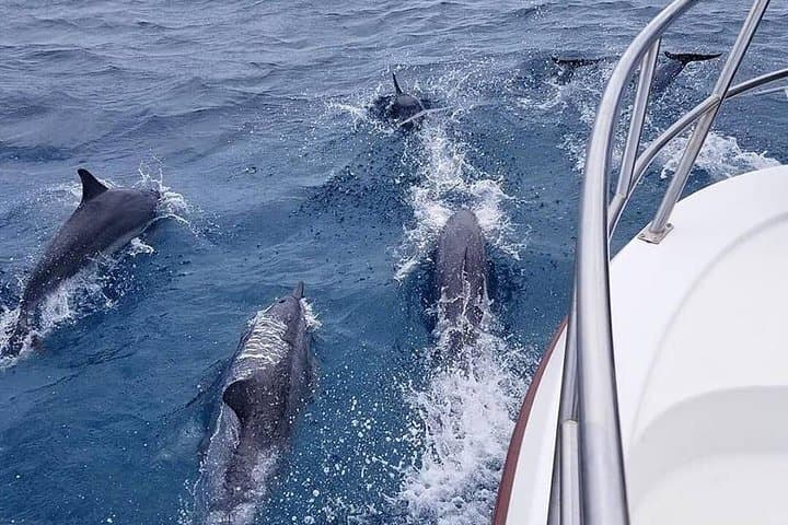 Hilo Zodiac Dolphin & Tropical Reef Snorkel Adventure photo 6