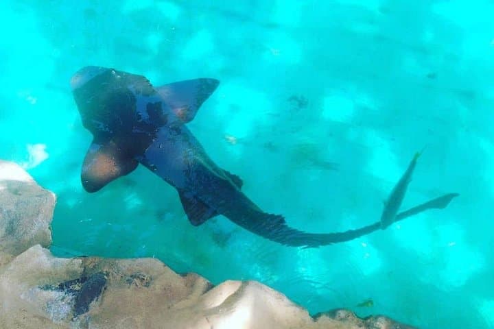 Praia do Forte Day Trip from Salvador — Tamar Project, Natural Pools & Beach Guide photo 2