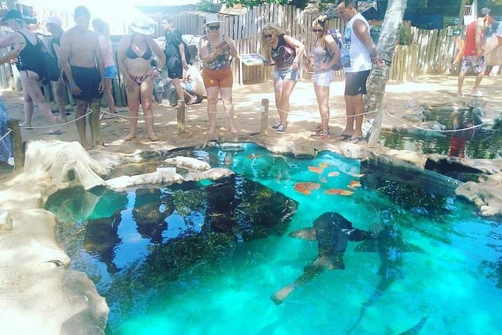 Praia do Forte Day Trip from Salvador — Tamar Project, Natural Pools & Beach Guide photo 3