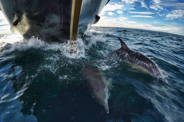 Bay of Plenty Half-Day Dolphin and Wildlife Cruise from Tauranga photo 4