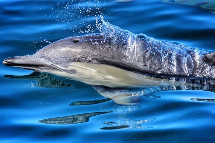 Bay of Plenty Half-Day Dolphin and Wildlife Cruise from Tauranga photo 3