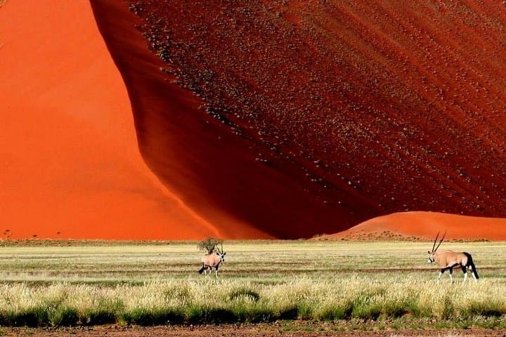 10-Day Namibia Highlights: Sossusvlei, Etosha & Damaraland Guided Tour photo 5
