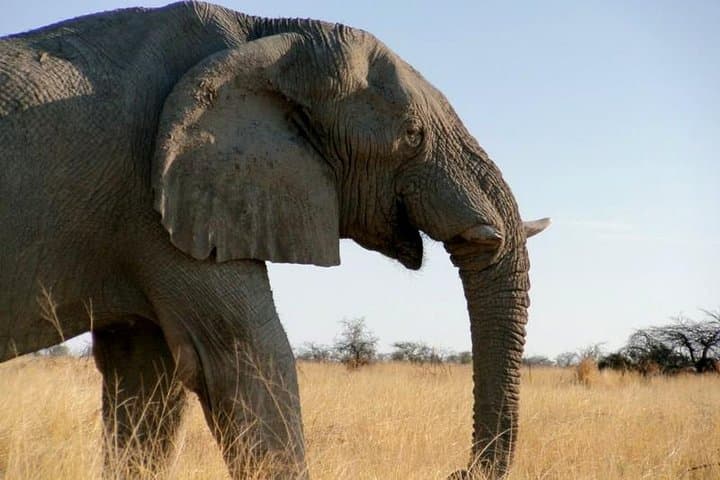 10-Day Namibia Highlights: Sossusvlei, Etosha & Damaraland Guided Tour photo 6
