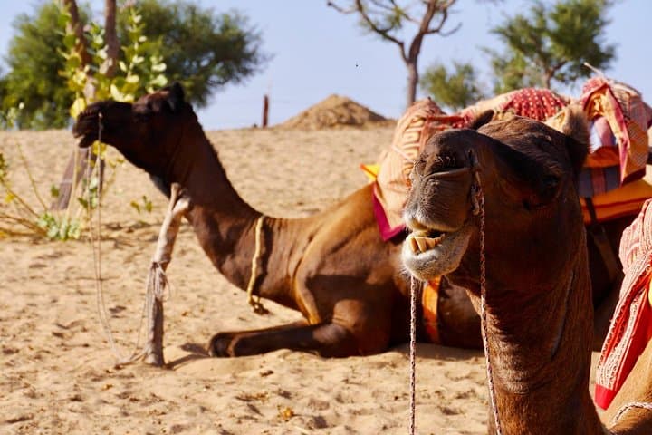 Camel Safari at Sunset Near Jodhpur — Half-Day Thar Desert Experience photo 6