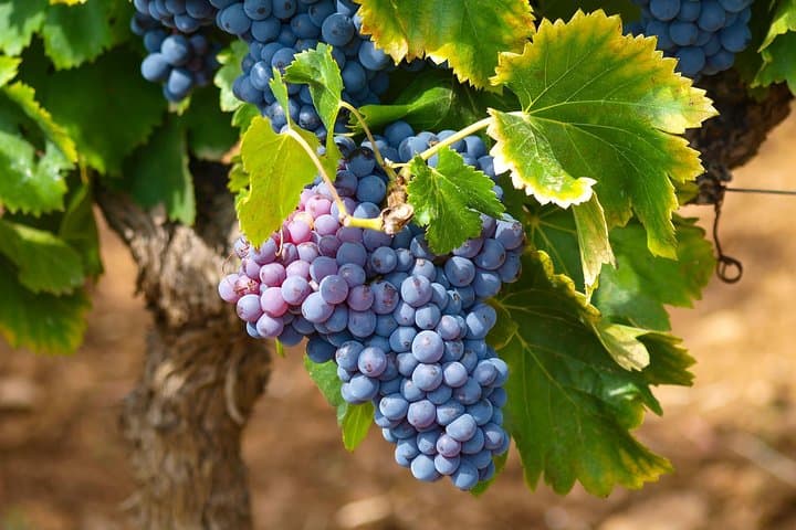 Half-Day Saint-Paul-de-Vence & Provence Wine Tasting from Nice photo 2