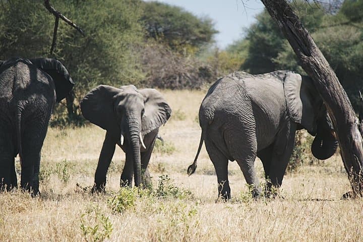 3-Day Serengeti and Ngorongoro Camping Safari from Moshi photo 2
