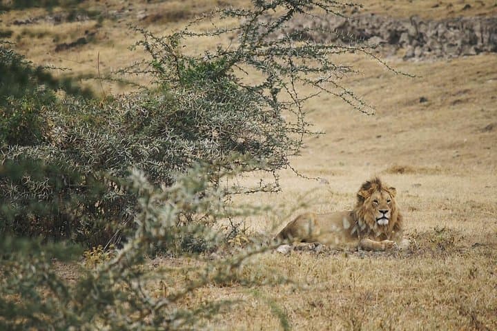 3-Day Serengeti and Ngorongoro Camping Safari from Moshi photo 3
