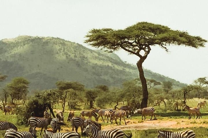 3-Day Serengeti and Ngorongoro Camping Safari from Moshi photo 4