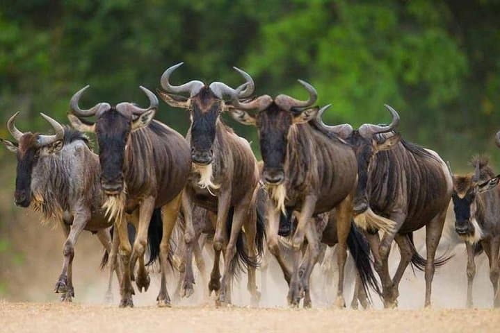 8-Day Great Migration Safari — Grumeti River, Serengeti & Ngorongoro Crater photo 2