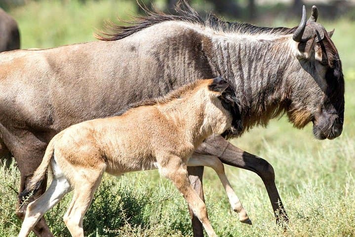 8-Day Great Migration Safari — Grumeti River, Serengeti & Ngorongoro Crater photo 3