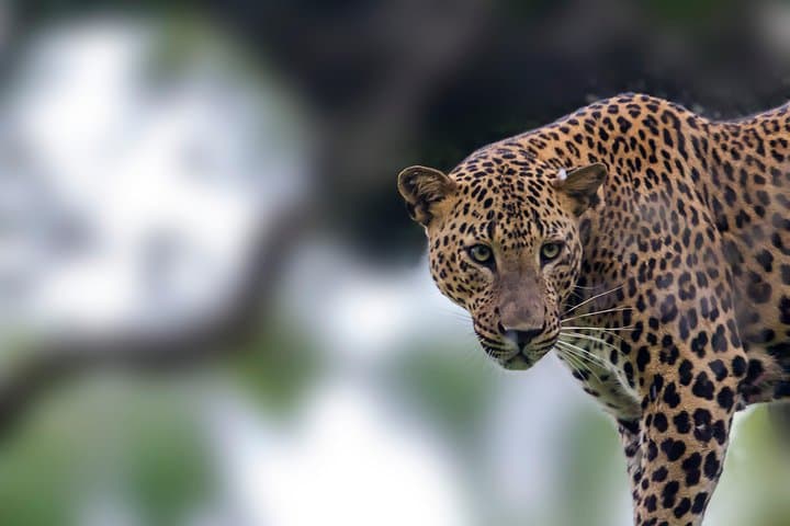 Leopard Safari in Yala National Park: Best Times, What to Expect & Practical Tips photo 4