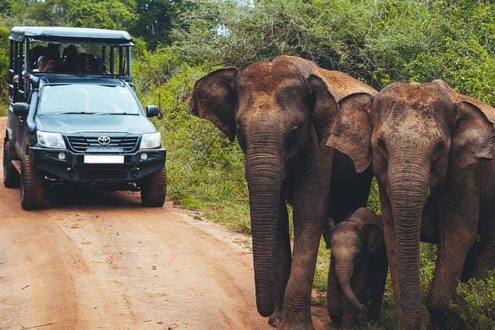 Leopard Safari in Yala National Park: Best Times, What to Expect & Practical Tips photo 3