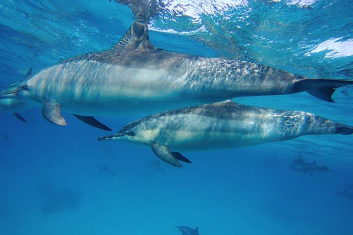 Full-Day Dolphin House Snorkeling Trip From Marsa Alam — Coral Reefs & Dolphin Encounters photo 3
