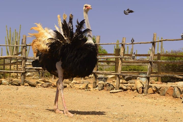 Aruba Ostrich Farm Tour with Lunch: Hands-On Encounters and Local Eats photo 4