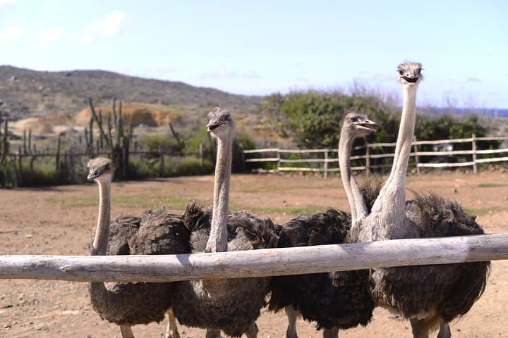Aruba Ostrich Farm Tour with Lunch: Hands-On Encounters and Local Eats photo 3