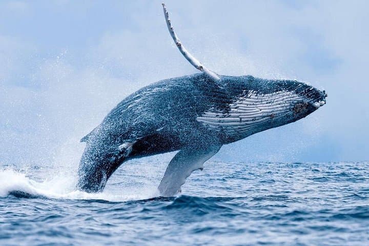 Hermanus Whale Watching and Benguela Cove Wine Tasting: Day Trip from Cape Town photo 1