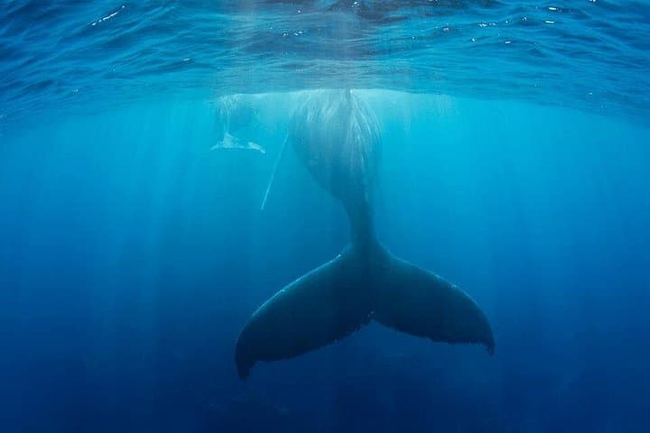 Hermanus Whale Watching and Benguela Cove Wine Tasting: Day Trip from Cape Town photo 2