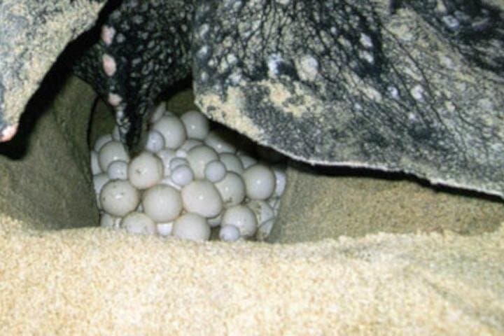 Tamarindo Night Turtle Nesting Tour — Watch Olive Ridley and Green Sea Turtles Lay Eggs photo 4