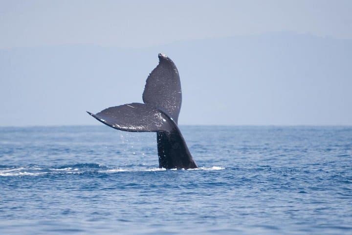 Hermanus Whale Watching and Benguela Cove Wine Tasting: Day Trip from Cape Town photo 3