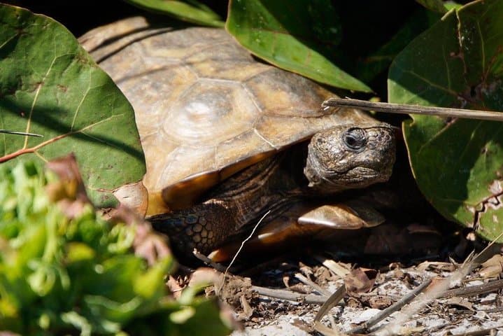 Egmont Key Snorkeling Dolphin Tour — Snorkel Historic Ruins and Grass Flats from Madeira Beach photo 5