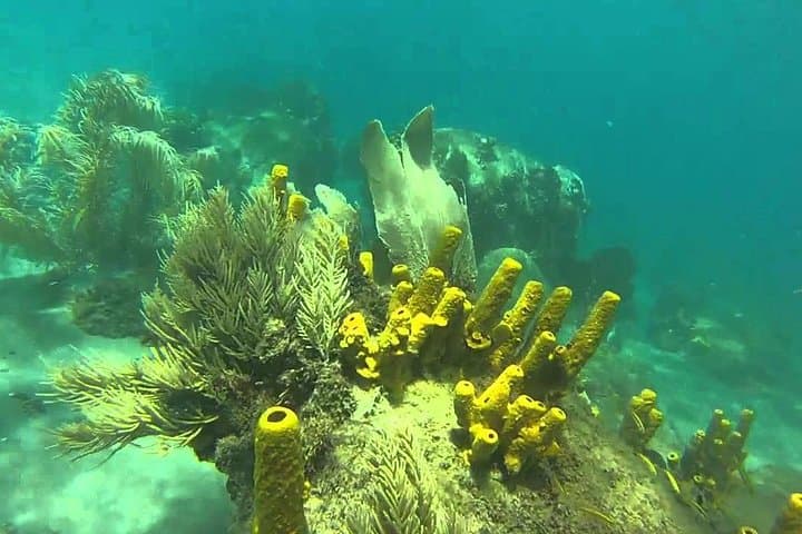 St. Lucia Snorkel at Anse Chastanet: Land Taxi to a Marine Reserve photo 3