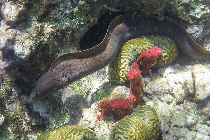 St. Lucia Snorkel at Anse Chastanet: Land Taxi to a Marine Reserve photo 5