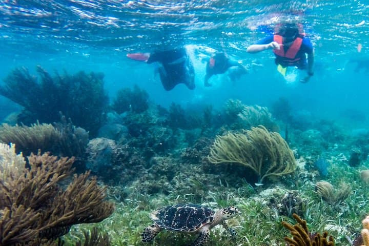 Parasailing and Snorkel Combo in Cancun: MUSA, Turtles & Shipwreck Adventure photo 2