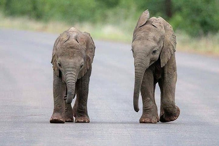 Tarangire Day Trip: Dry-Season Safari, Baobabs & River Wildlife photo 3