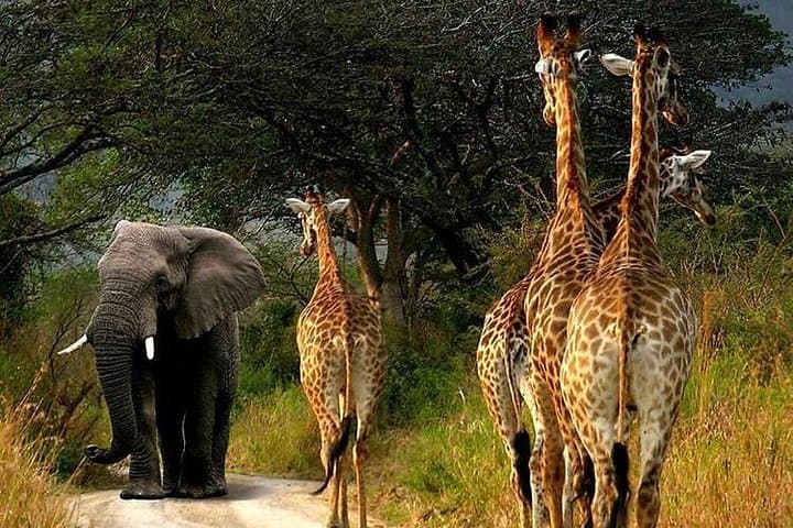 Tarangire Day Trip: Dry-Season Safari, Baobabs & River Wildlife photo 5