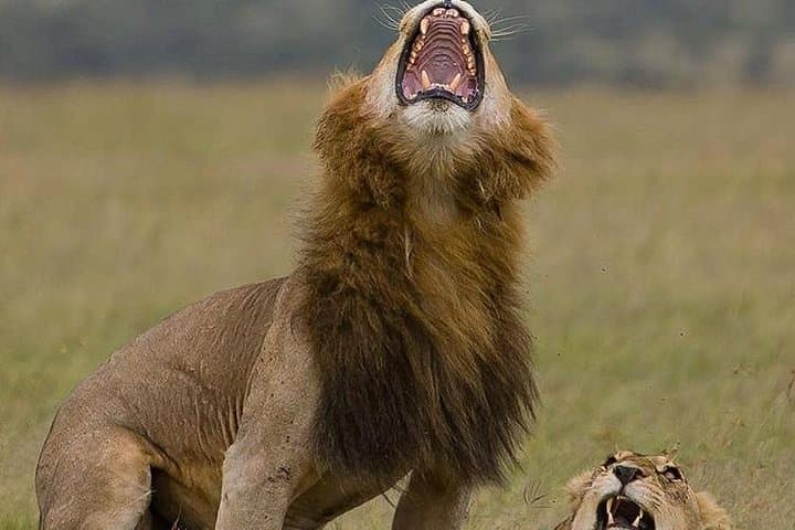 Tarangire Day Trip: Dry-Season Safari, Baobabs & River Wildlife photo 6