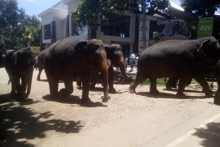 Sri Lanka in Seven Days: Private 6-Night Cultural, Wildlife & Beach Tour photo 6