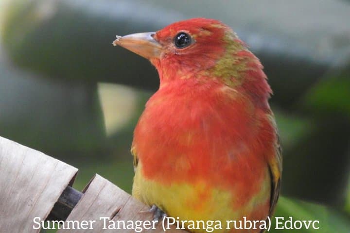 Monteverde Birdwatching Guided Tour — Spot Oilbirds and Cloud-Forest Species