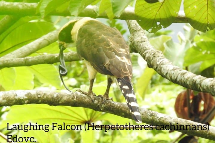 Monteverde Birdwatching Guided Tour — Spot Oilbirds and Cloud-Forest Species photo 2