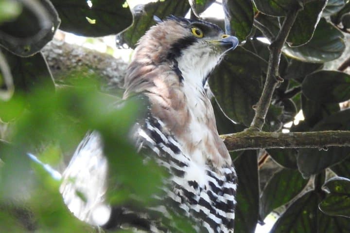 Monteverde Birdwatching Guided Tour — Spot Oilbirds and Cloud-Forest Species photo 4