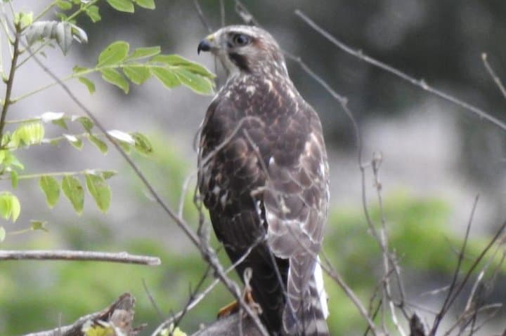 Monteverde Birdwatching Guided Tour — Spot Oilbirds and Cloud-Forest Species photo 5