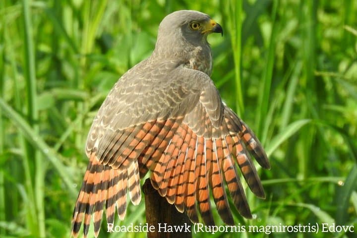 Monteverde Birdwatching Guided Tour — Spot Oilbirds and Cloud-Forest Species photo 6